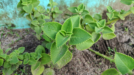 Selective focus on Torbangun or Cumin (Jintan) or Sukan plants which are herbal plants from the Lamiaceae. Coleus amboinicus or Mint meksiko
