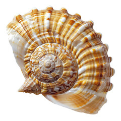 Obraz premium seashell isolated on white background
