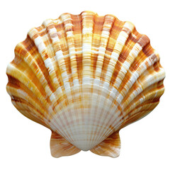 Obraz premium sea shell isolated on white