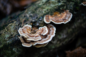 Closeup view of a group of birch tailed polypore mushroom, versicolor trametes polyporaceae.