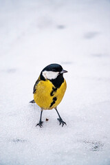 Great tit (Parus major) sitting on snow in winter