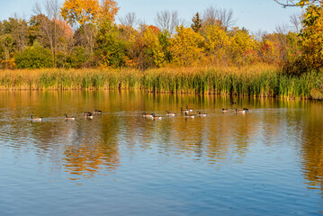 A Flock Of Canada Geese Feeding And Resting On A Local Pond In Fall In Wisconsin