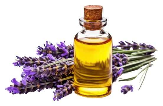 PNG Lavender essential oil bottle perfume flower plant.
