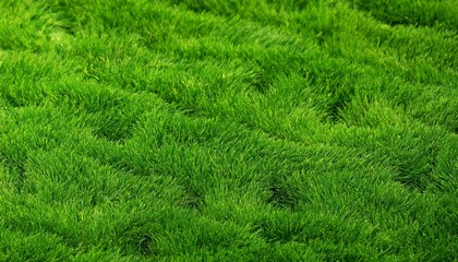 the texture of green grass field