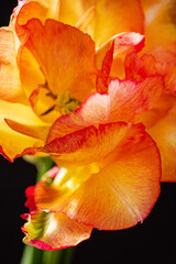 orange tulips on the black background