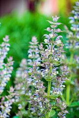 clary sage in the garden
