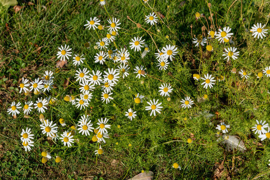 White Stinking Chamomile Flowers Growing Wild In Fall In Wisconsin