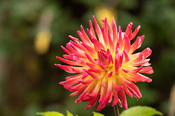 fleur de dalhia colorée de rose au coeur jaune