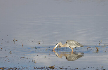 Fototapeta premium Great Blue Heron Reflected in a River in Wyoming in Springtime