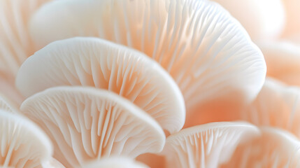 Close-Up of Mushroom Gills | Detailed View of Fungal Anatomy in Nature