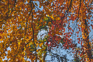 Red orange yellow autumn leaves,calm on a warm sunny day