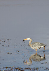 Great Blue Heron Reflected in a River in Wyoming in Springtime