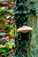 Piękna huba dzieli się miejscem na pniu drzewa z bluszczem. © Artur