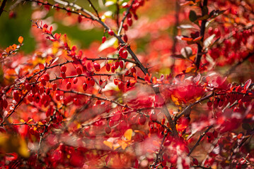 Branches of barberry with ripe berries