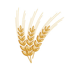 Vector illustration of three spikelets of wheat