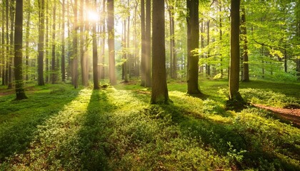 Obraz premium silent forest in spring with beautiful bright sun rays