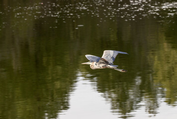 Great Blue Heron in Autumn in Wyoming