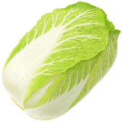 白菜のイラスト