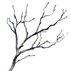 watercolor dry black twig isolated on white background