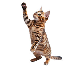 Fototapeta premium Playful Bengal cat with a leopard-like spotted coat and an energetic pose. isolated on transparency background