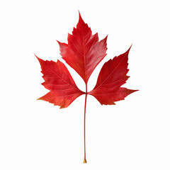 Red sugar maple leaf leaves plant nature foliage stalk green tree transparent background cutout