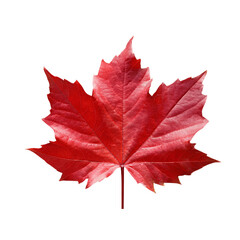 Naklejka premium Red sugar maple leaf leaves plant nature foliage stalk green tree transparent background cutout