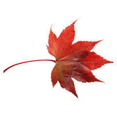 Red sugar maple leaf leaves plant nature foliage stalk green tree transparent background cutout