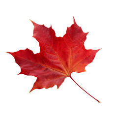 Red sugar maple leaf leaves plant nature foliage stalk green tree transparent background cutout