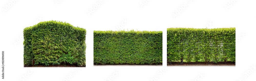 Poster three green hedges are isolated against a white background. the hedges have a flat top and are trimm