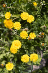 Yellow dandelions in bloom are on a green meadow