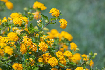 Lantana yellow flowers growing in a garden on a sunny day, close-up