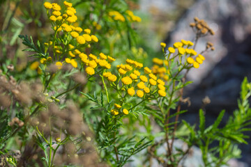 Yellow flowers of Tanacetum on a sunny summer day, macro photo