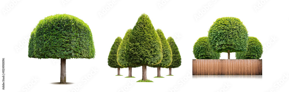 Poster three trimmed trees with a fence in the background, isolated on a white backdrop.