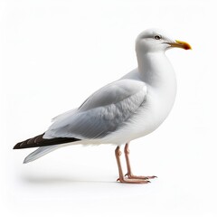 Fototapeta premium natural white seagull isolated on a white background aquatic animal