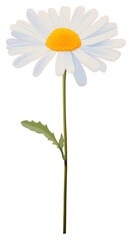 PNG Daisy flower plant inflorescence asteraceae.