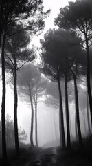 Foggy Morning in Dense Pine Forest with Tall Trees Fading into Mist
