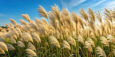 Ornamental Grass With Striking White