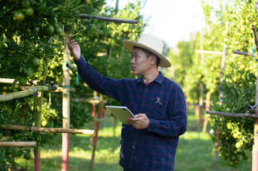 Chinese man, a citrus farmer, collects the fruit from the orange trees in his garden.