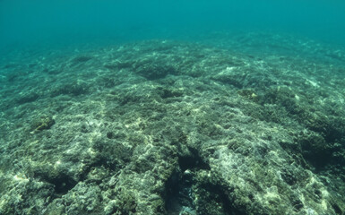Deep blue seabed with rocks and algae on boulder generative AI