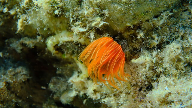 Polychaeta Smooth tubeworm or red-spotted horseshoe (Protula tubularia) undersea, Aegean Sea, Greece, Halkidiki, Pirgos beach