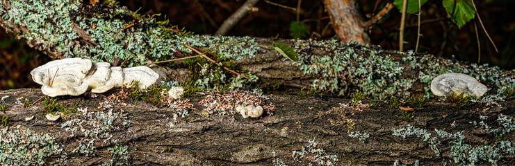 mushroom in the forest