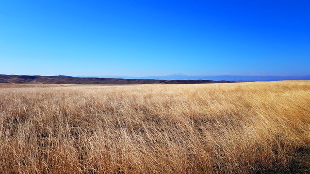 Field of dry grass, dried meadow