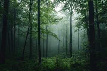 Serene Forest Shrouded in Mist