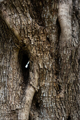 Detail of an olive tree trunk, Corfu, Greece