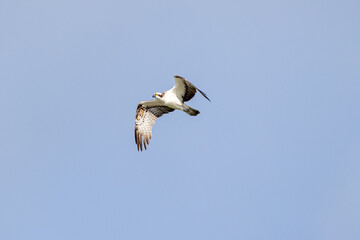 osprey in flight