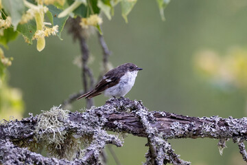 European pied flycatcher on a branch