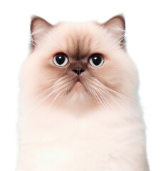 PNG Cat animal mammal kitten.