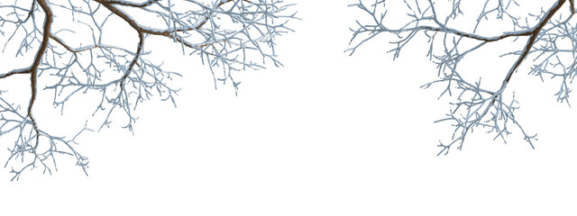 branches of a tree in snow on white background