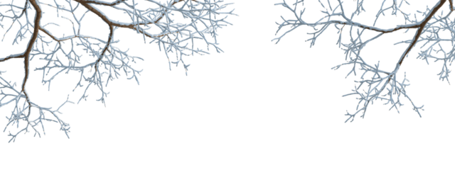 branches of a tree in snow on white background