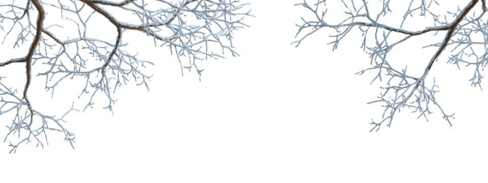 branches of a tree in snow on white background
